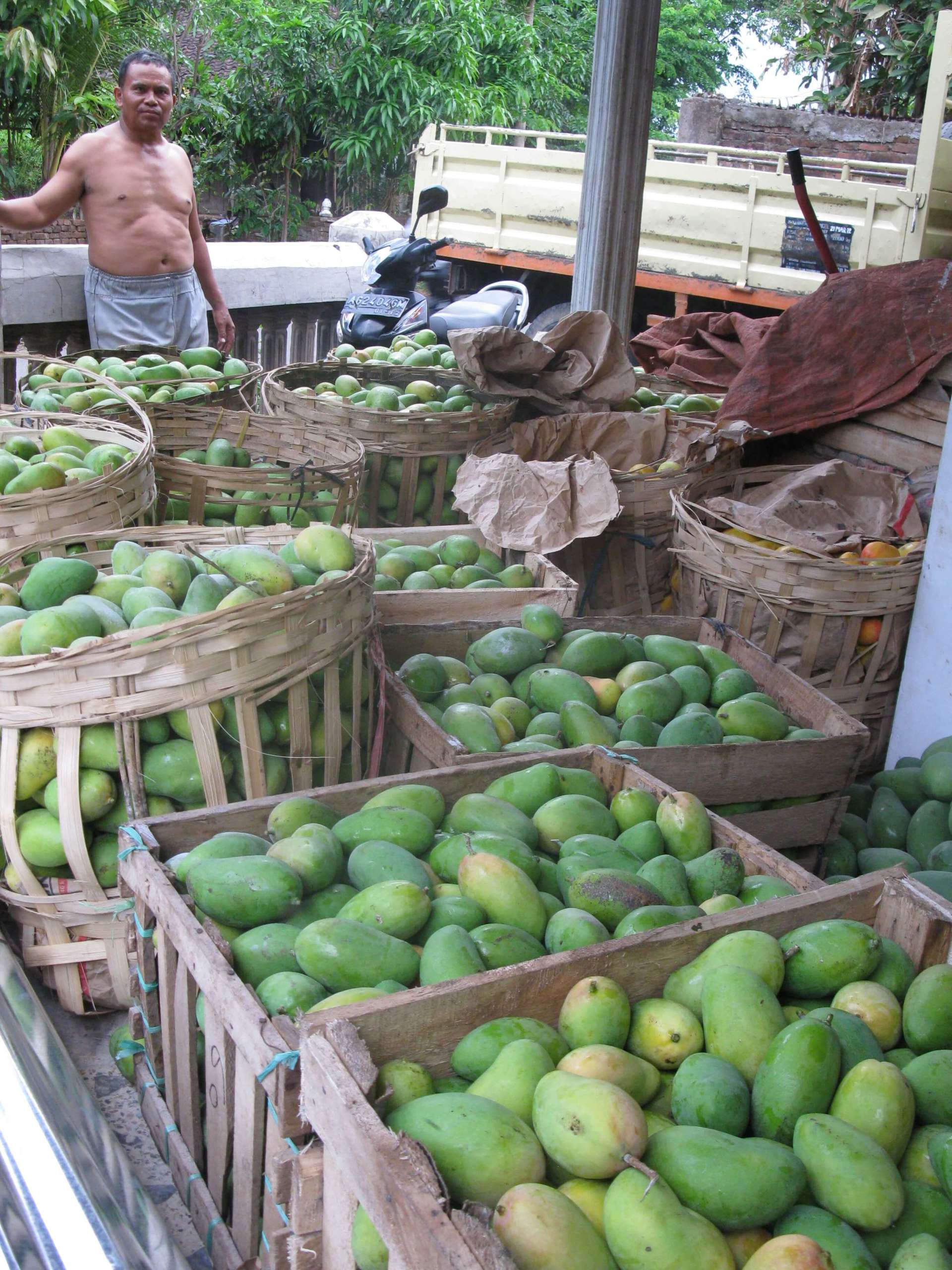 Crates of Mangoes scaled